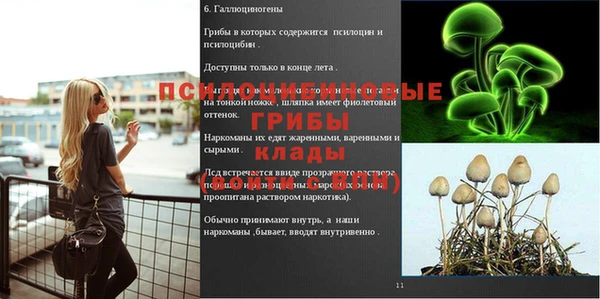 хмурый Абаза